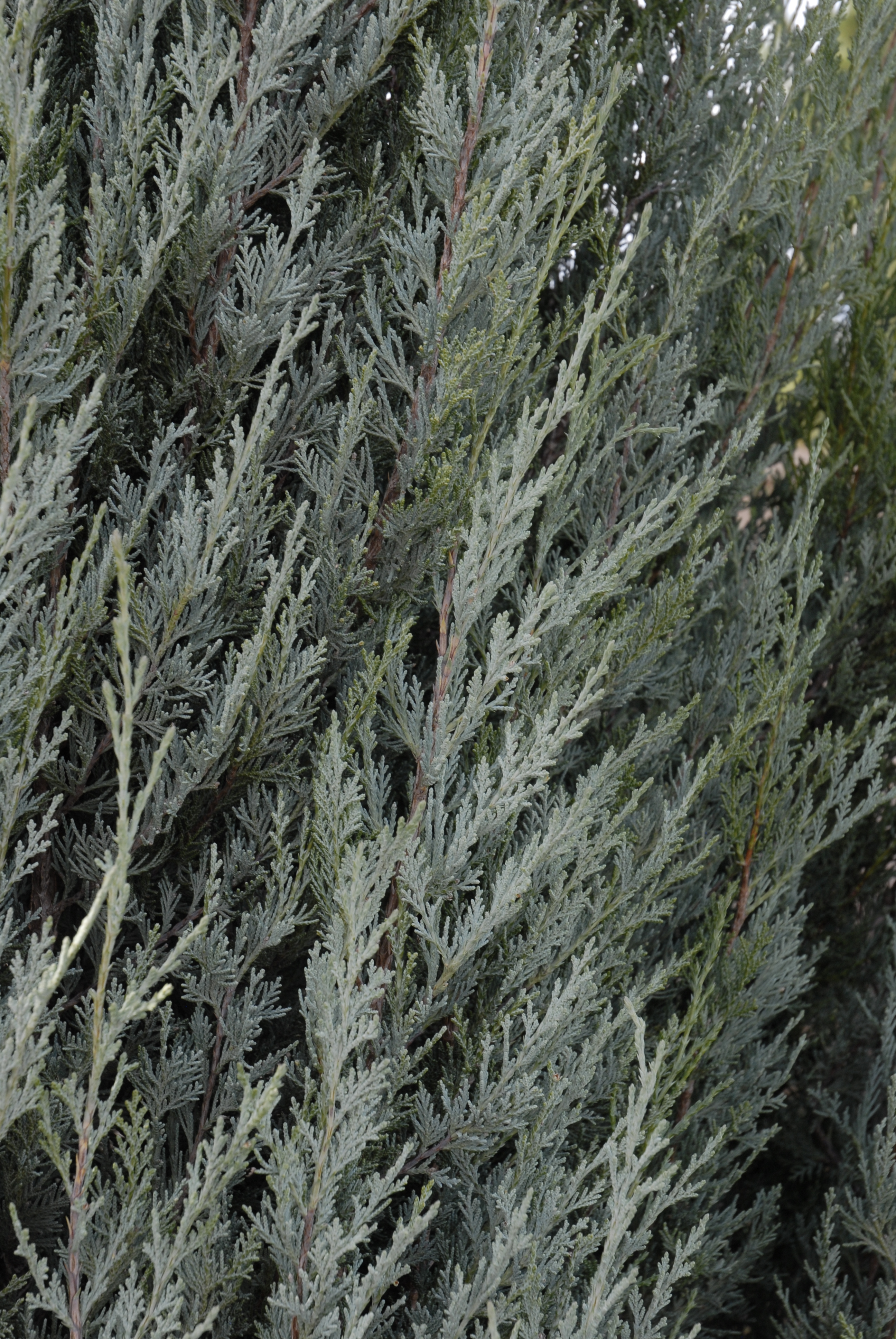 Rocky Mountain Juniper